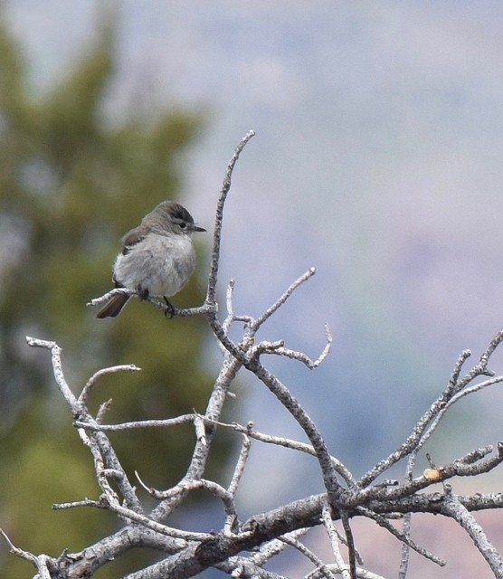 Gray Flycatcher - Anonymous