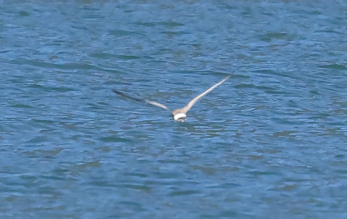 Hudsonian Godwit - ML623176011