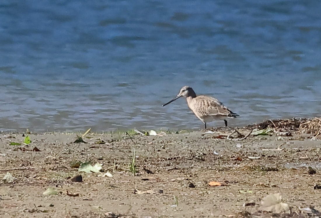 Hudsonian Godwit - ML623176012