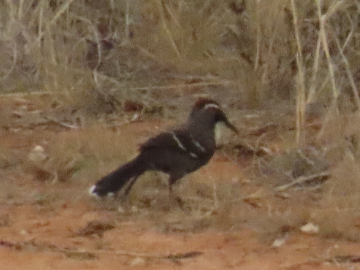 Chestnut-crowned Babbler - ML623176039