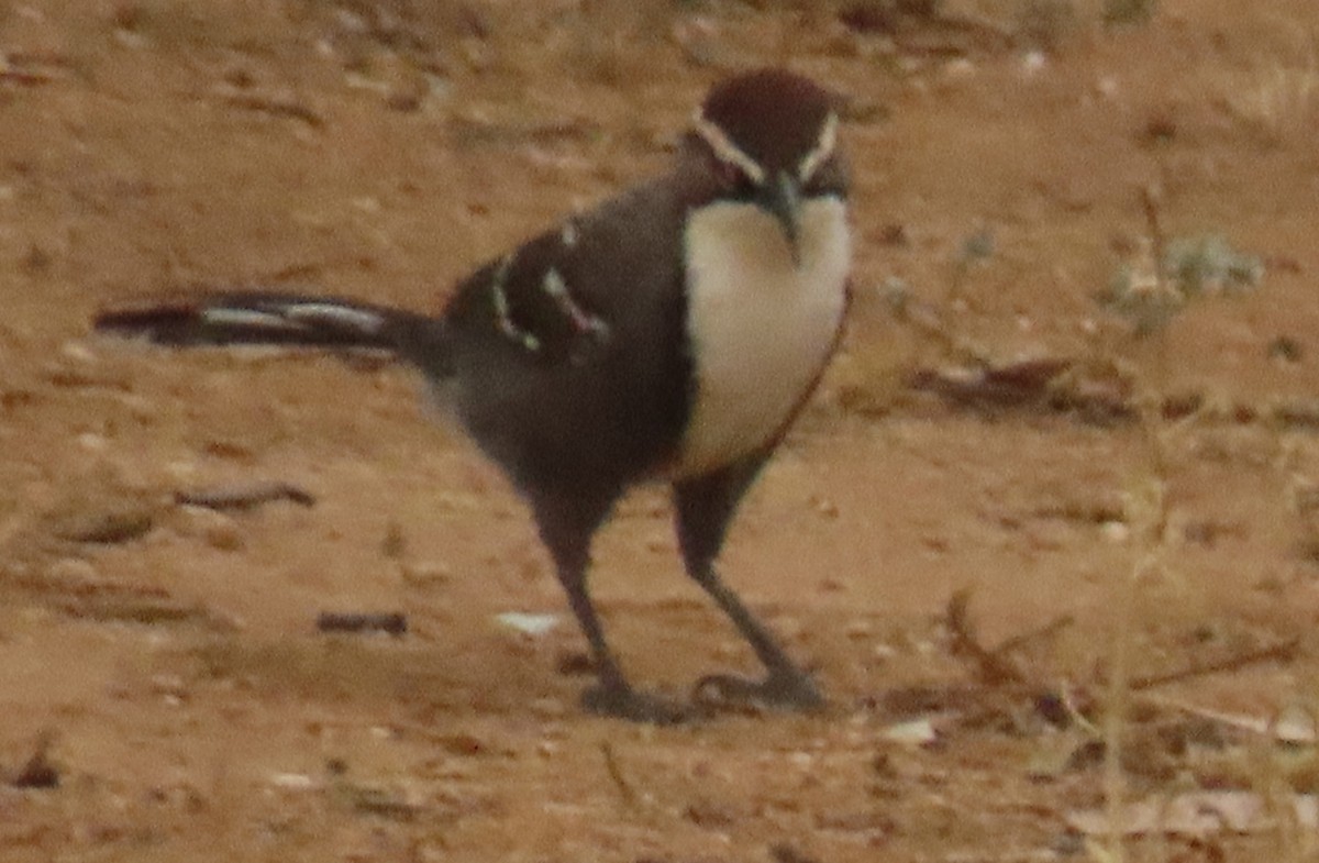 Chestnut-crowned Babbler - ML623176041