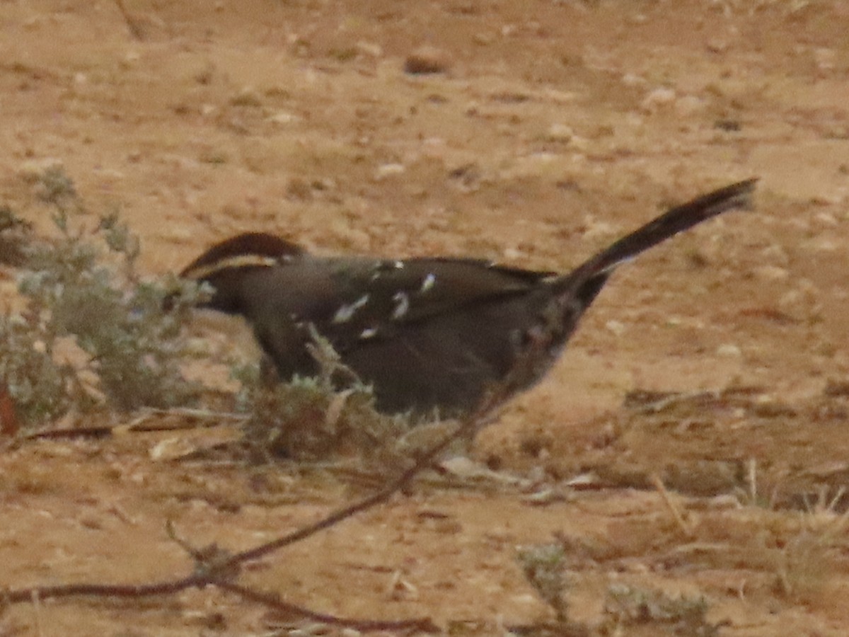 Chestnut-crowned Babbler - ML623176042