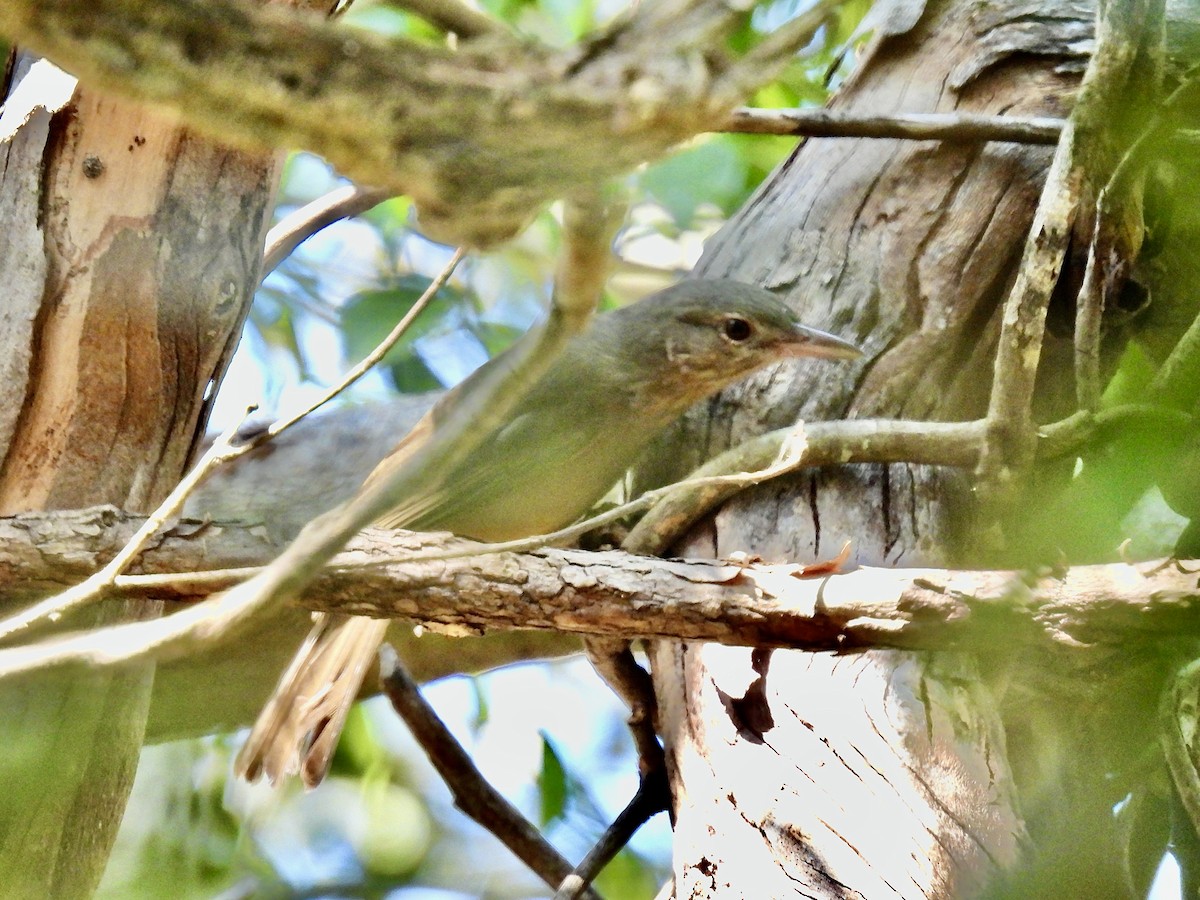 Rufous Shrikethrush - ML623176104