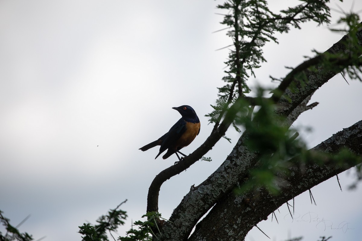 Golden-breasted Starling - ML623176129