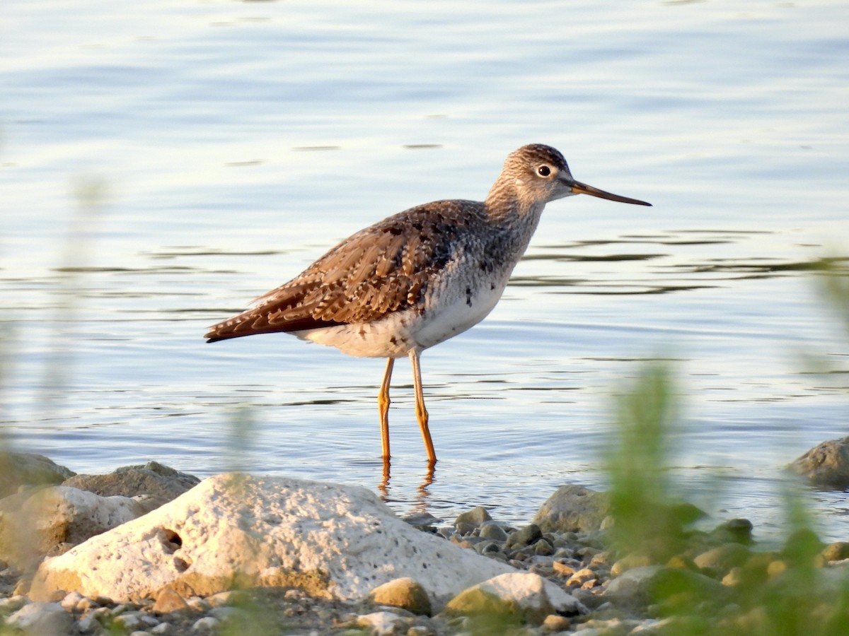 Greater Yellowlegs - ML623176170