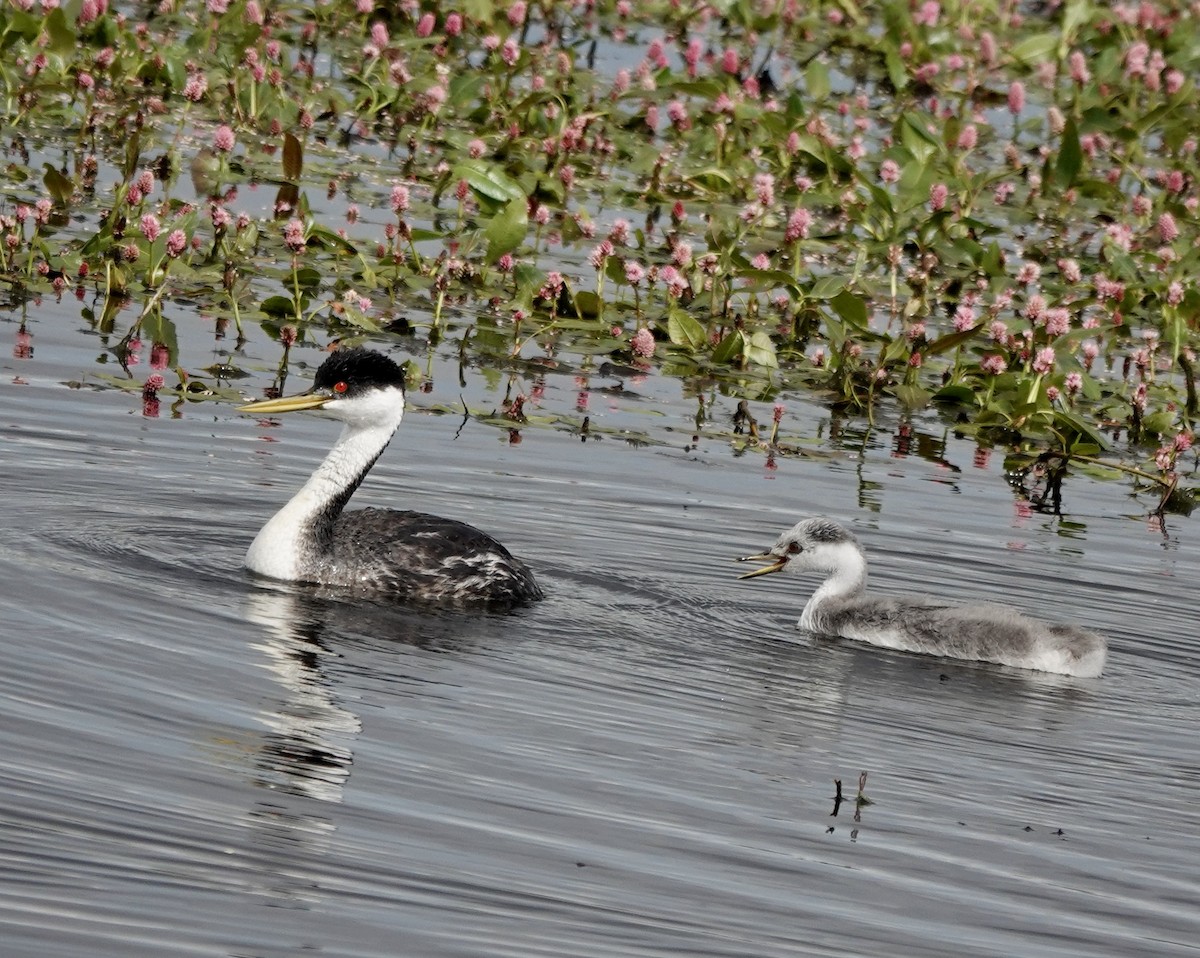 Western Grebe - Patricia Cullen