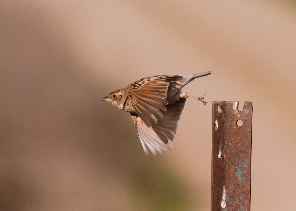 Singing Bushlark - Kent Warner