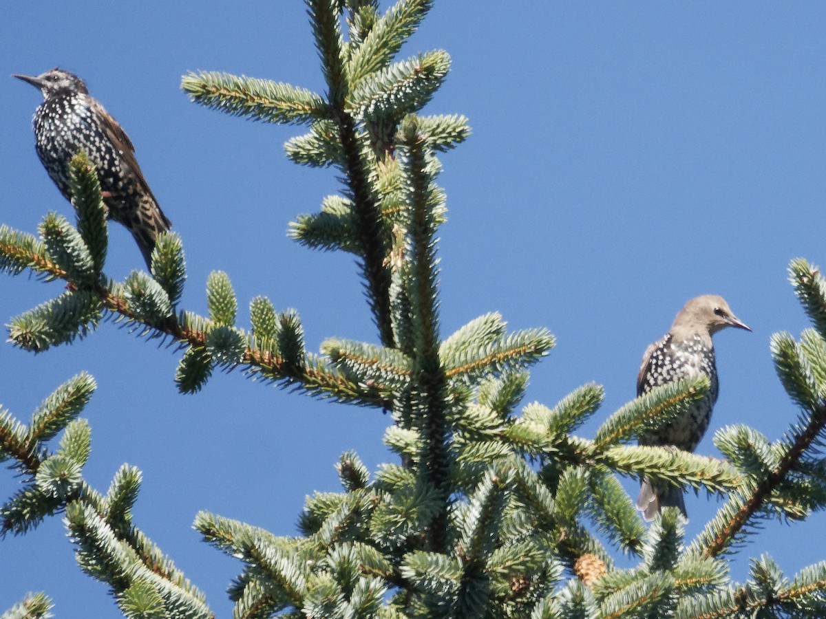 European Starling - ML623176284