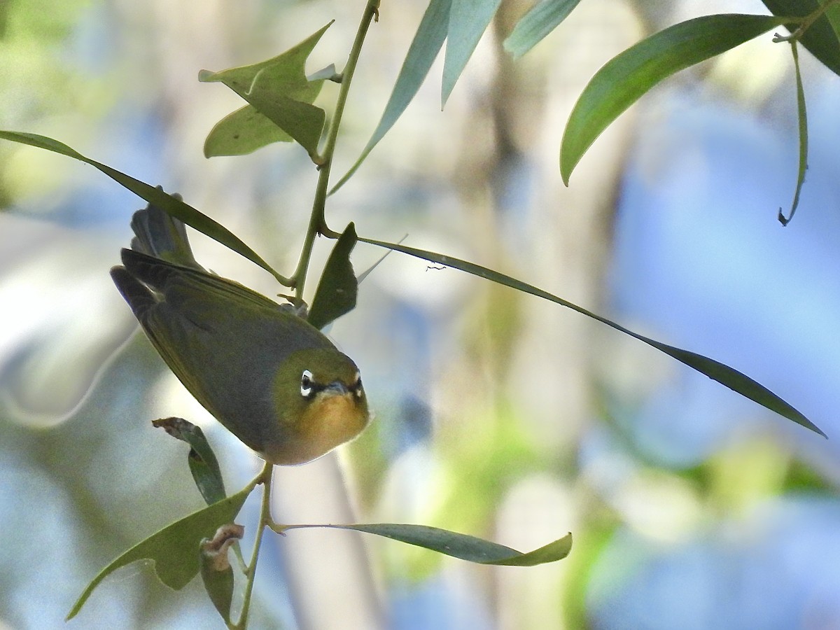 Silvereye - ML623176305