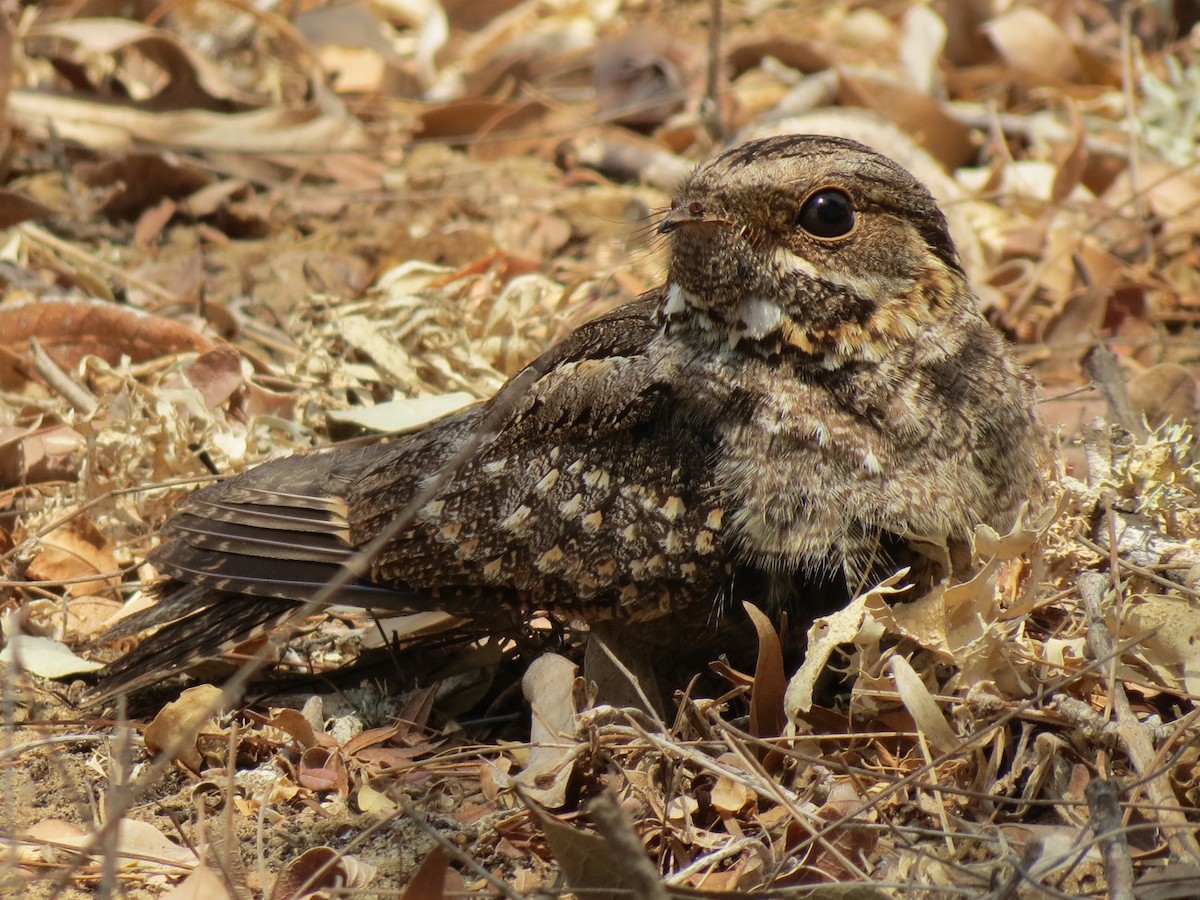 Madagascar Nightjar - ML623176306