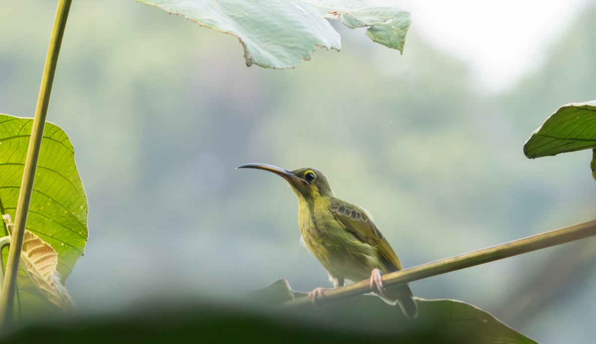 Spectacled Spiderhunter - ML623176412