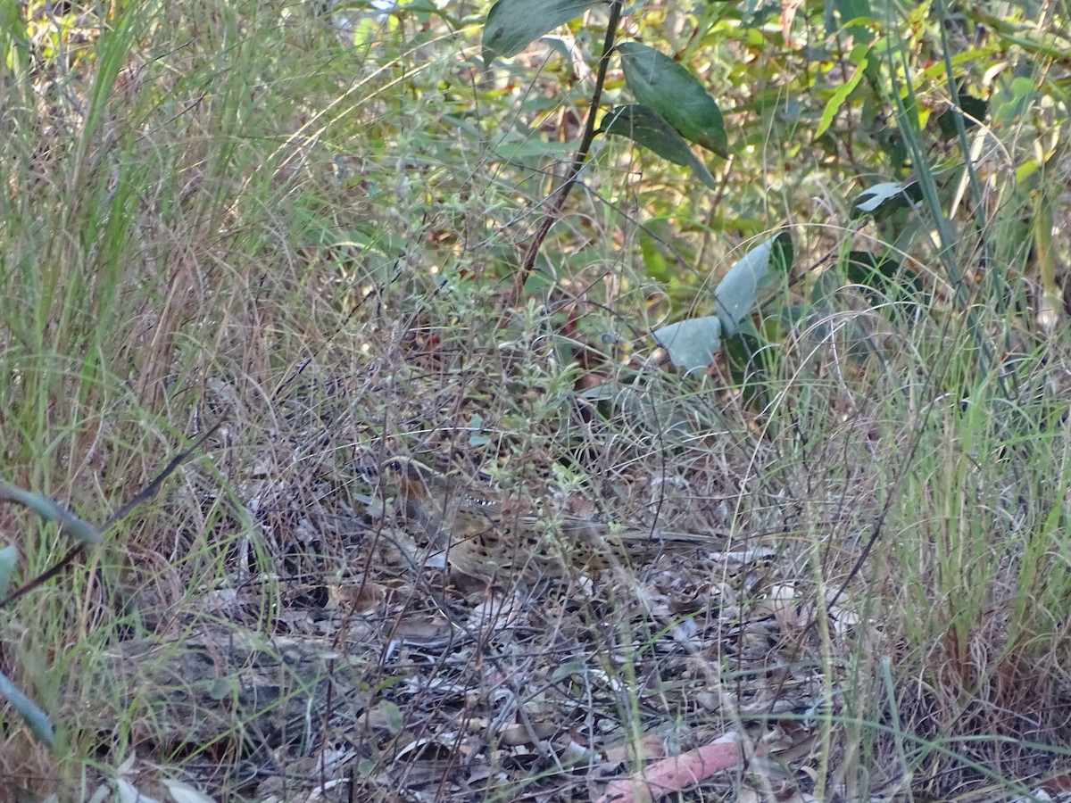 Spotted Quail-thrush - ML623176420