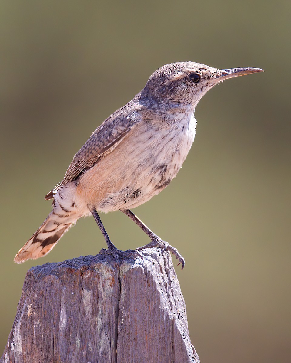 Rock Wren - ML623176433
