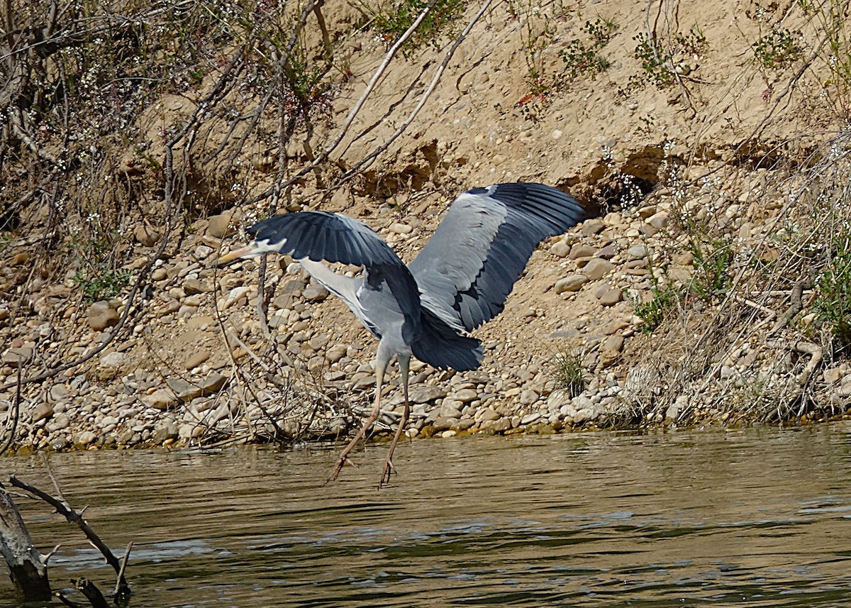 Gray Heron - Edurne Ugarte