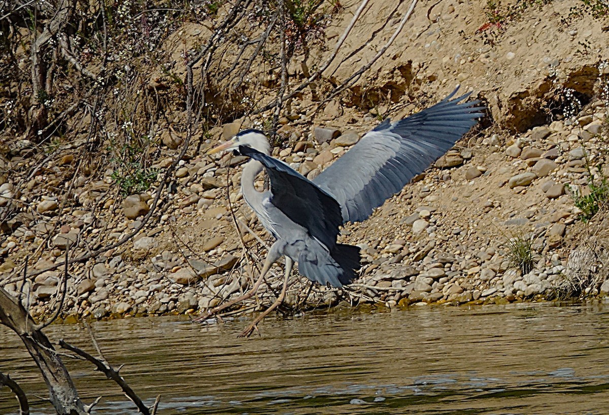 Gray Heron - Edurne Ugarte