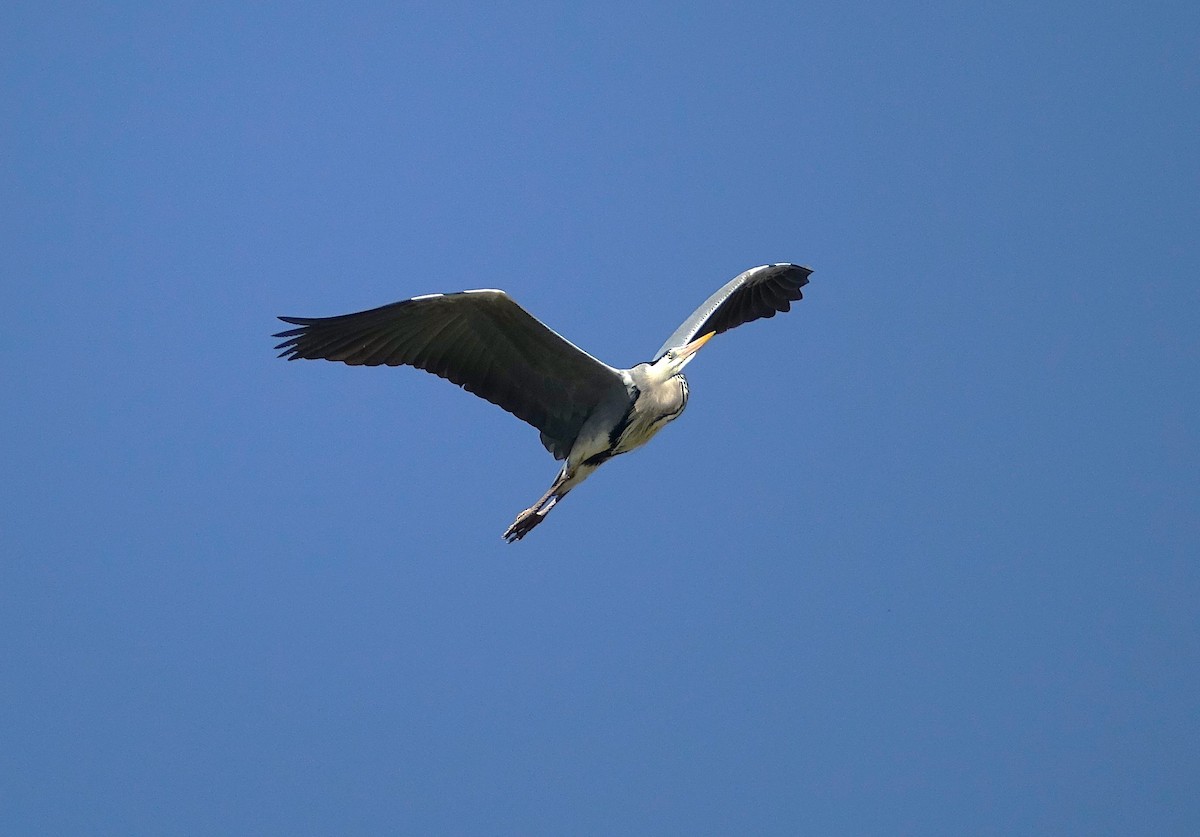 Gray Heron - ML623176526