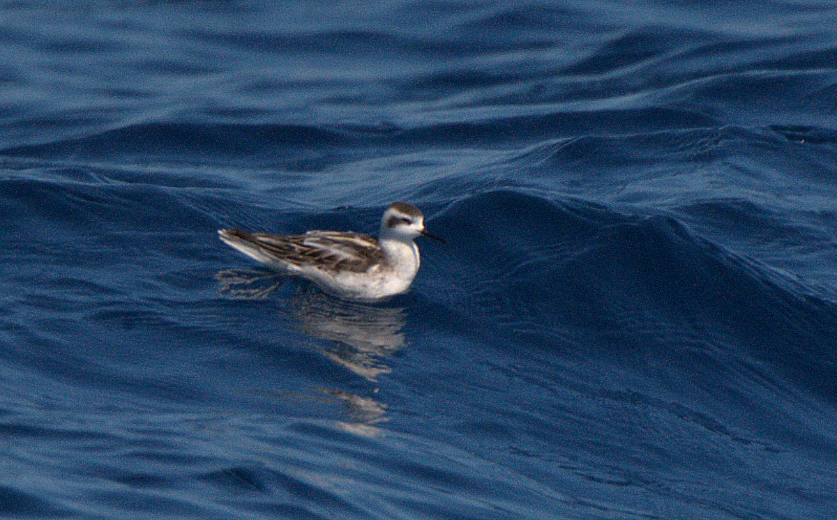 Red-necked Phalarope - ML623176536