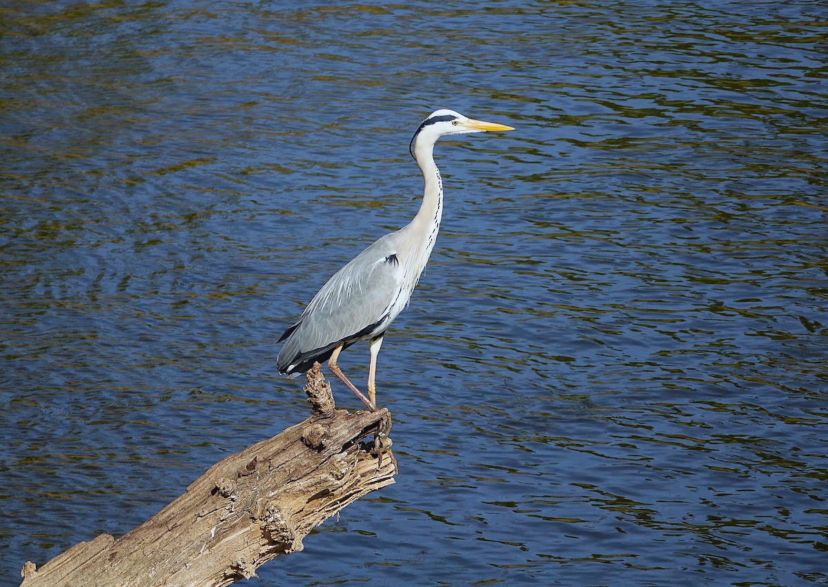 Gray Heron - ML623176556