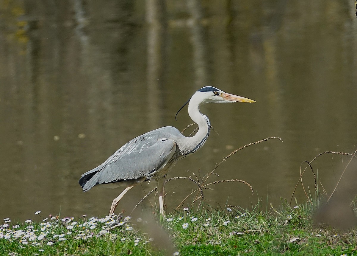 Gray Heron - ML623176557