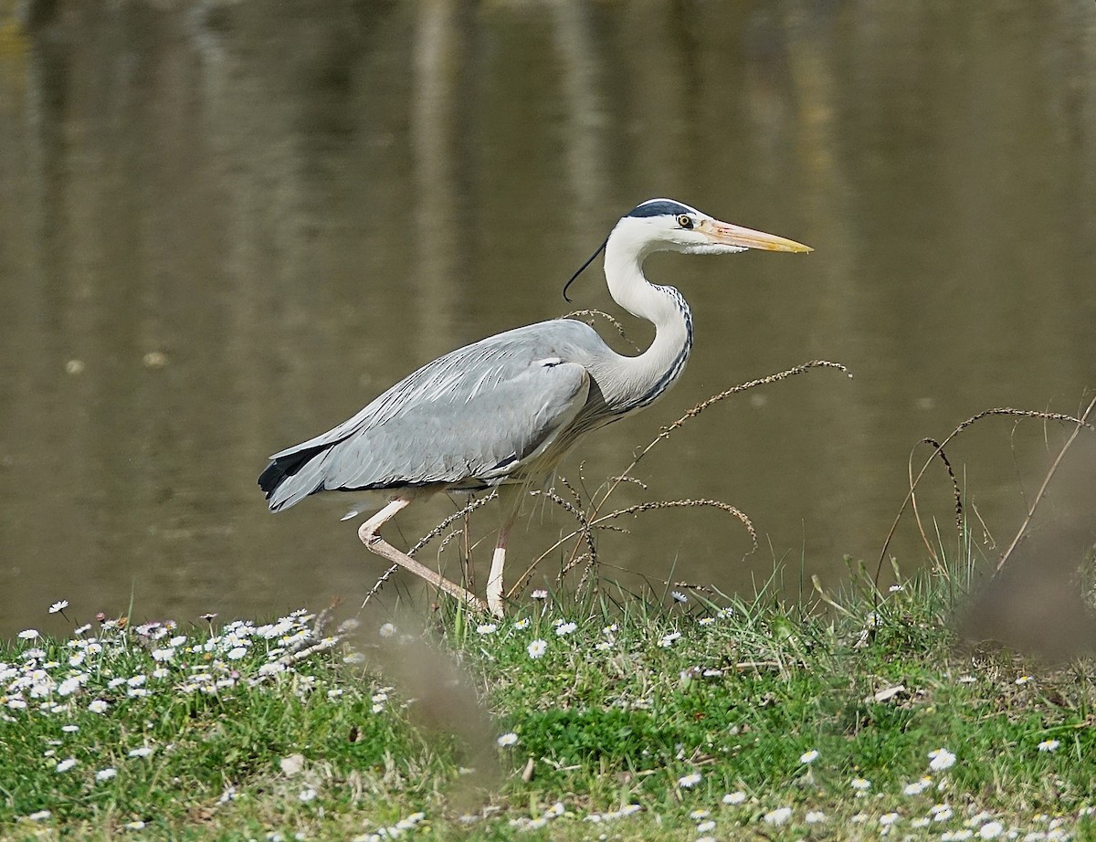 Gray Heron - ML623176559