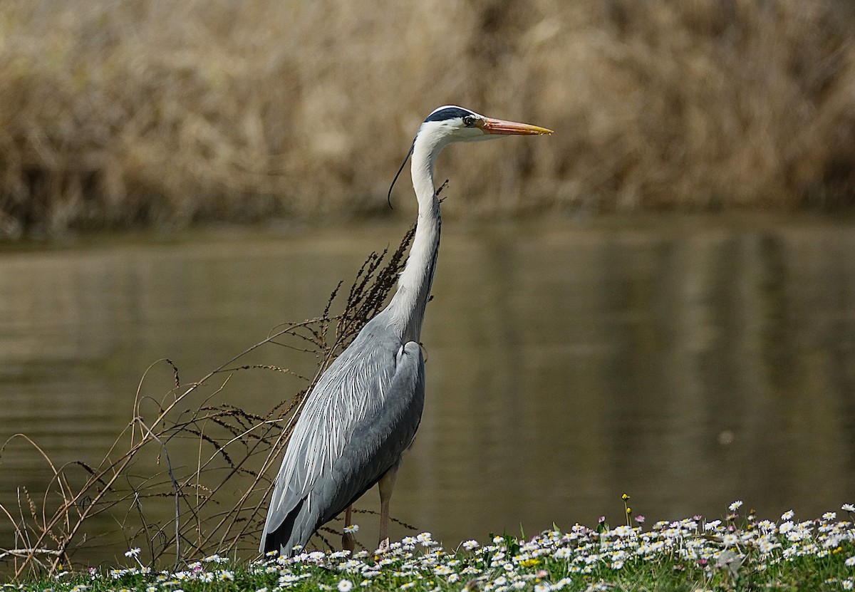 Gray Heron - ML623176561