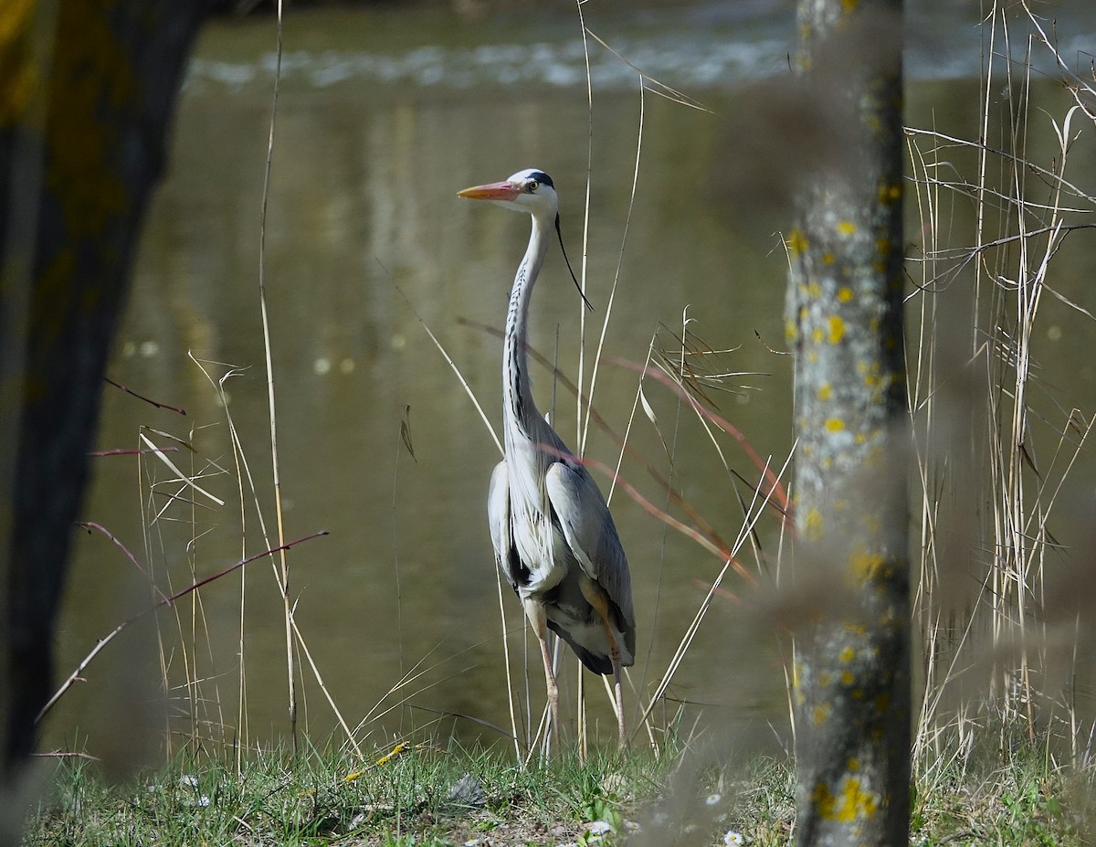 Gray Heron - ML623176562