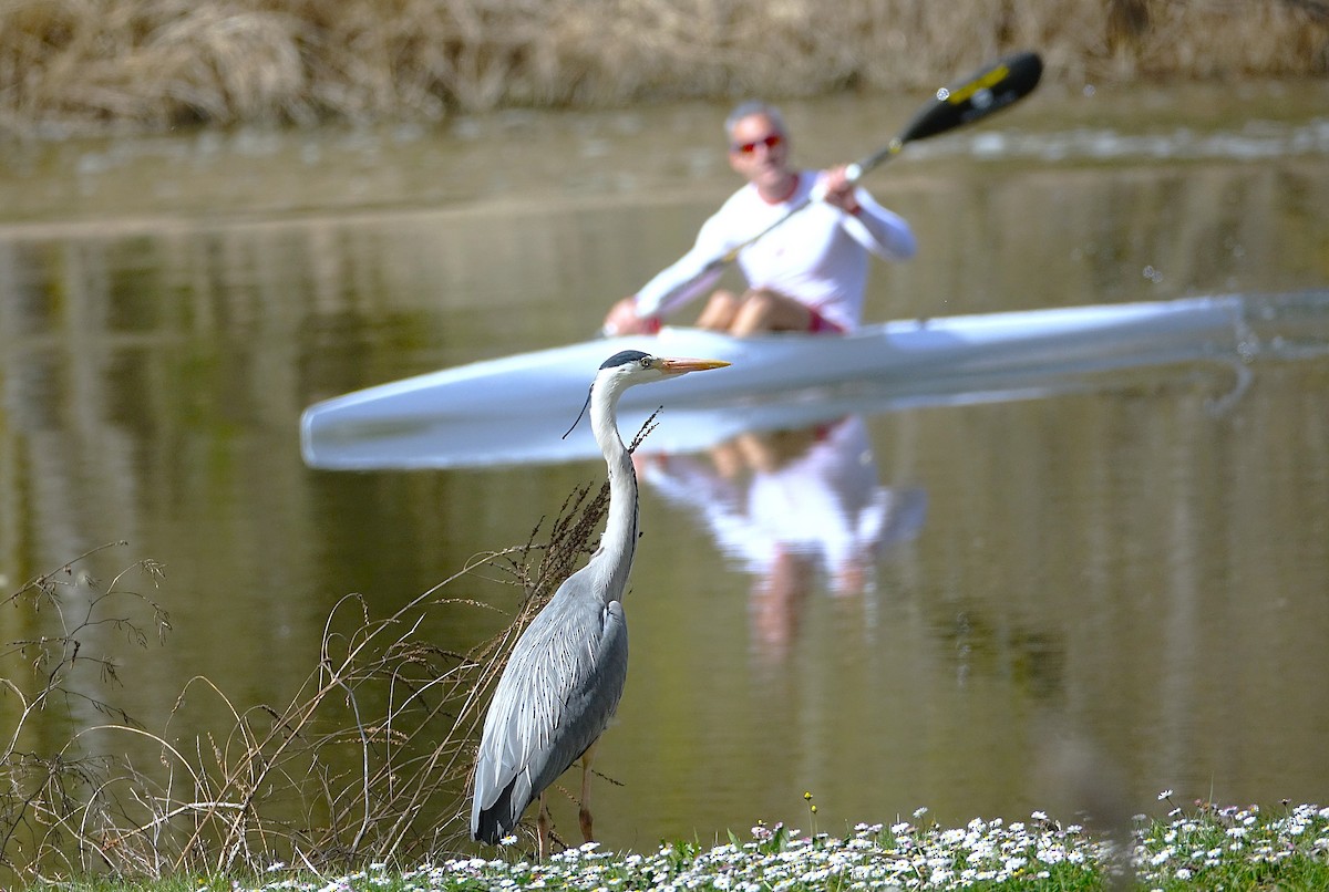 Gray Heron - Edurne Ugarte