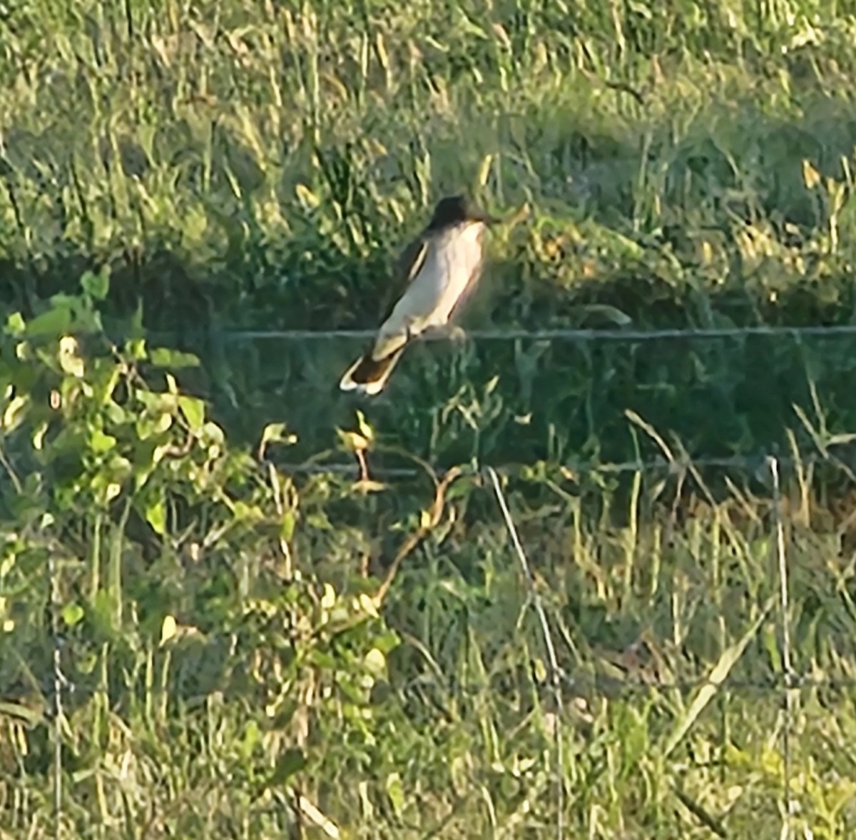 Eastern Kingbird - ML623176568