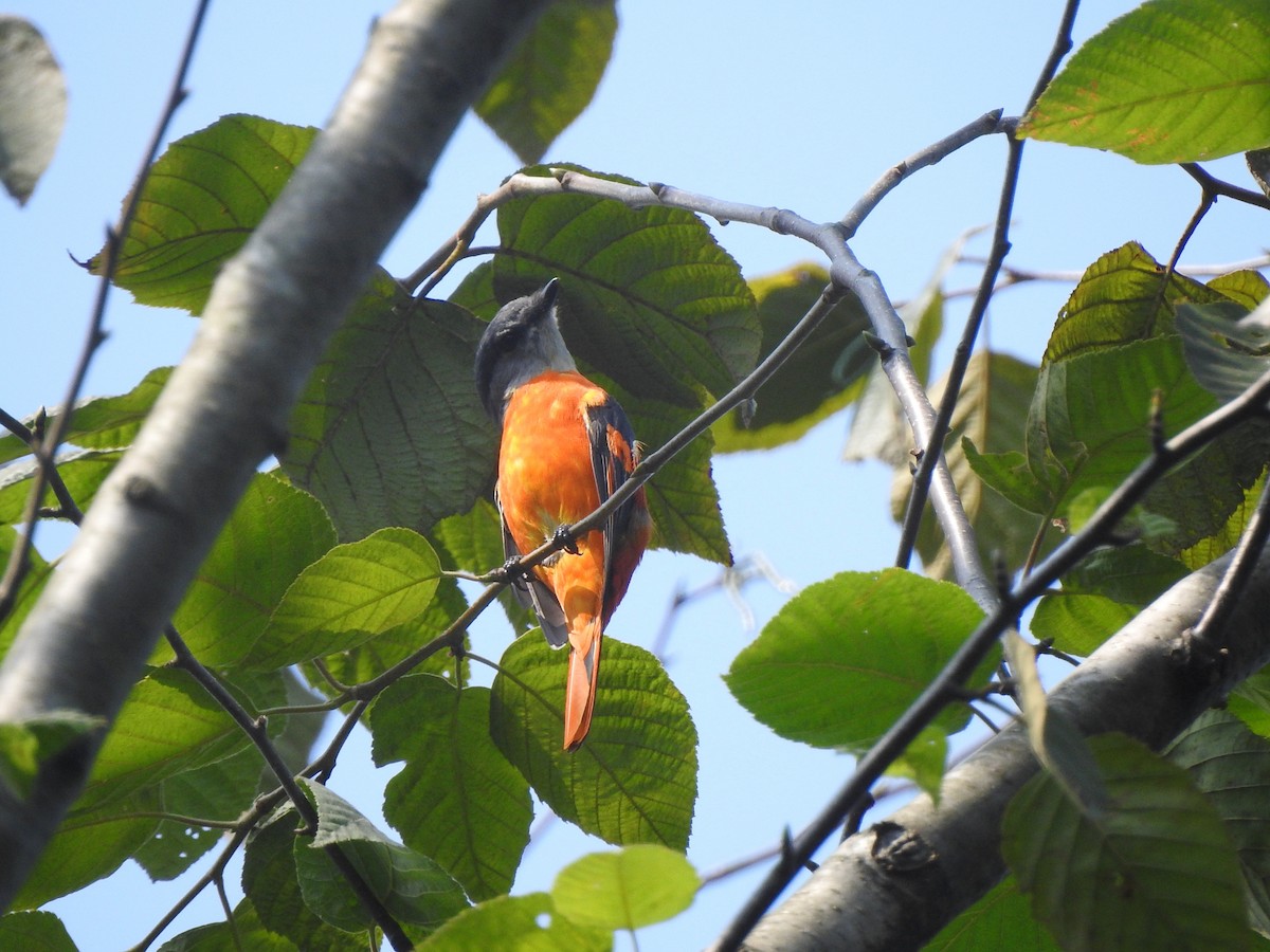 Minivet mandarin - ML623176602