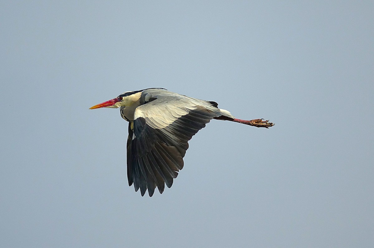 Gray Heron - ML623176612