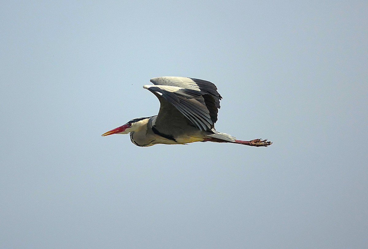 Gray Heron - ML623176613