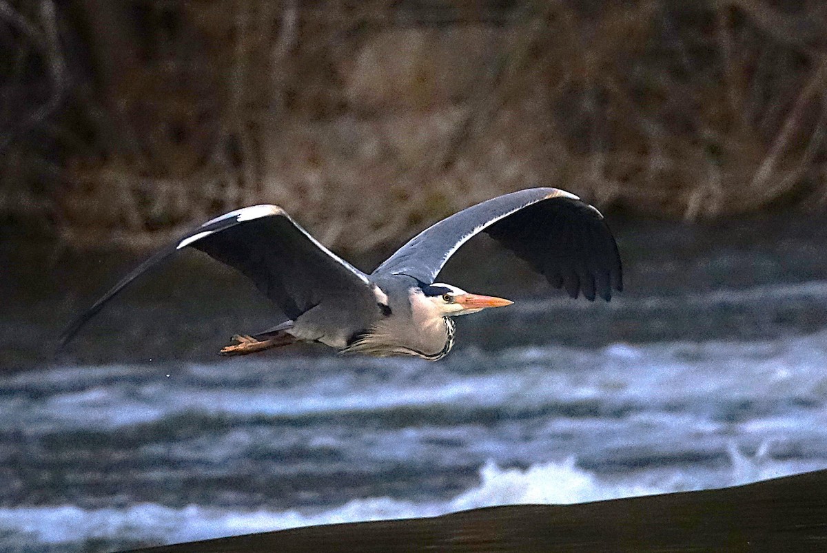 Gray Heron - ML623176620