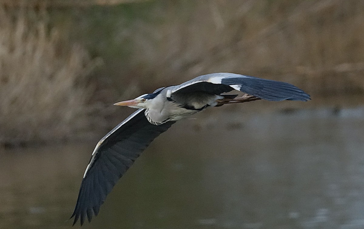 Héron cendré - ML623176621