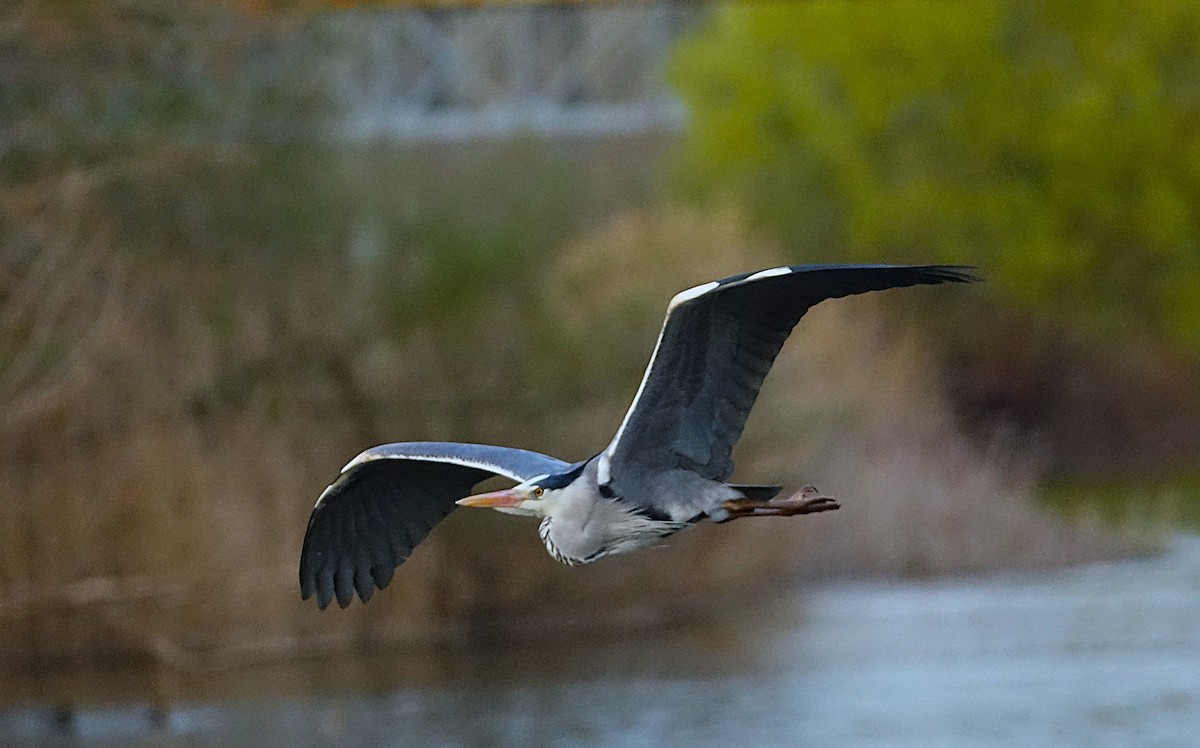 Gray Heron - ML623176622