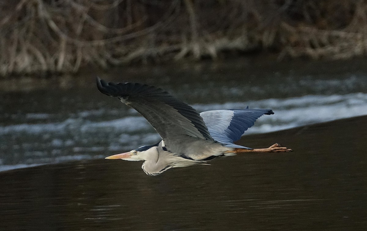 Gray Heron - ML623176623