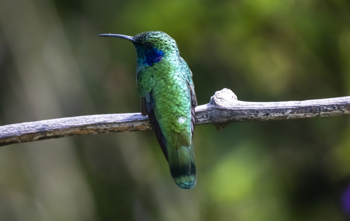 Lesser Violetear - ML623176708