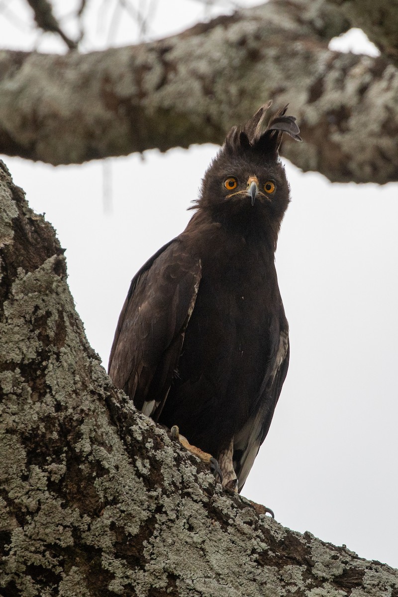 Long-crested Eagle - ML623176716