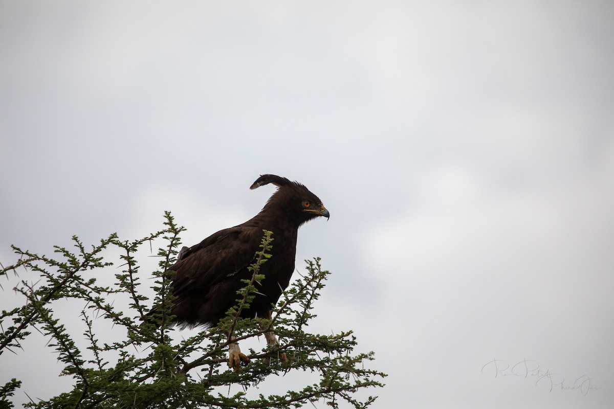 Long-crested Eagle - ML623176740