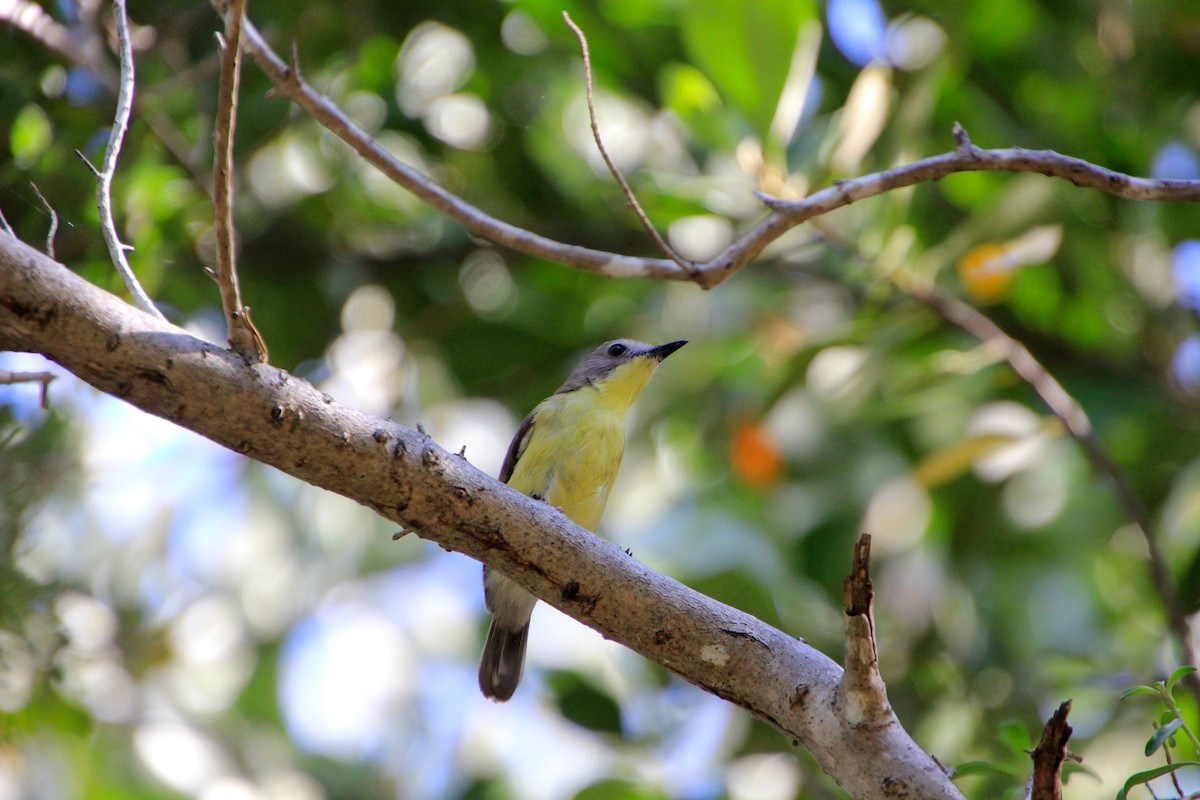 Golden-bellied Gerygone - ML623176763