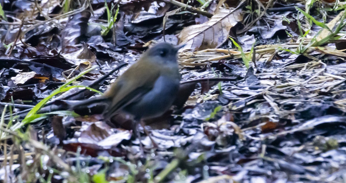 Black-billed Nightingale-Thrush - ML623176793