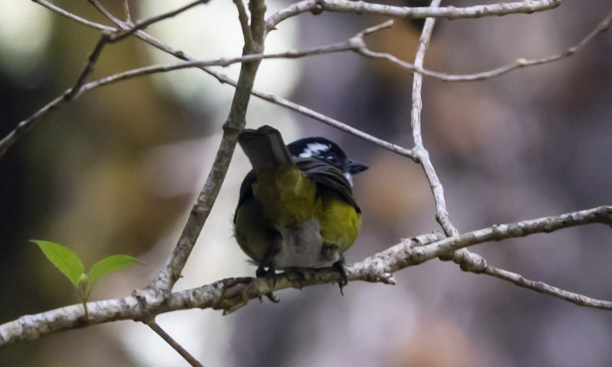 Sooty-capped Chlorospingus - ML623176800