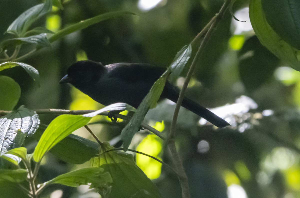 Yellow-thighed Brushfinch - ML623176810