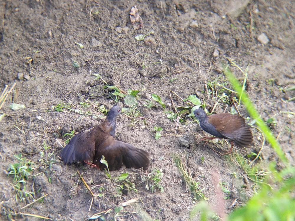 Black-tailed Crake - ML623176906