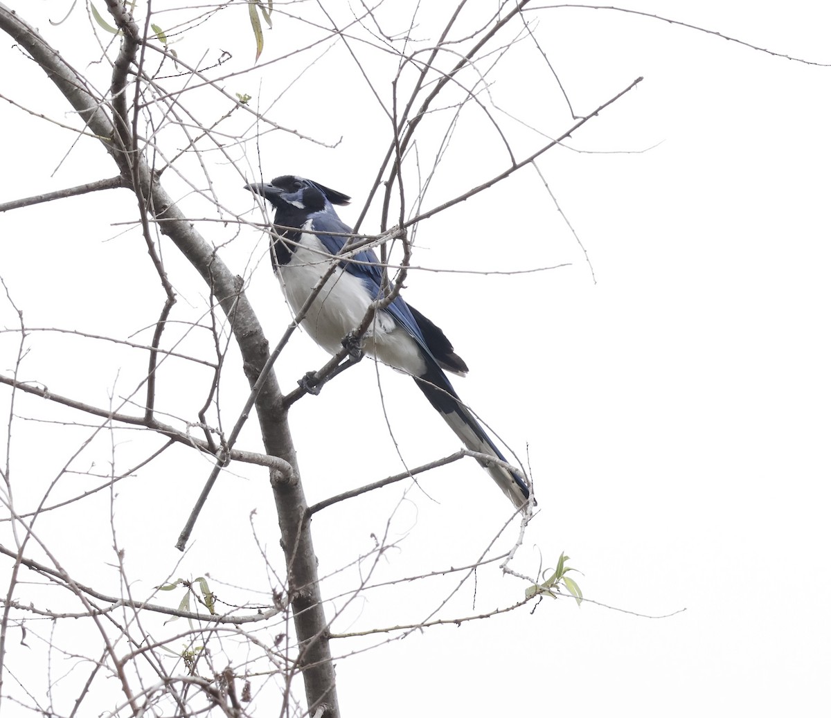 Black-throated Magpie-Jay - ML623176926