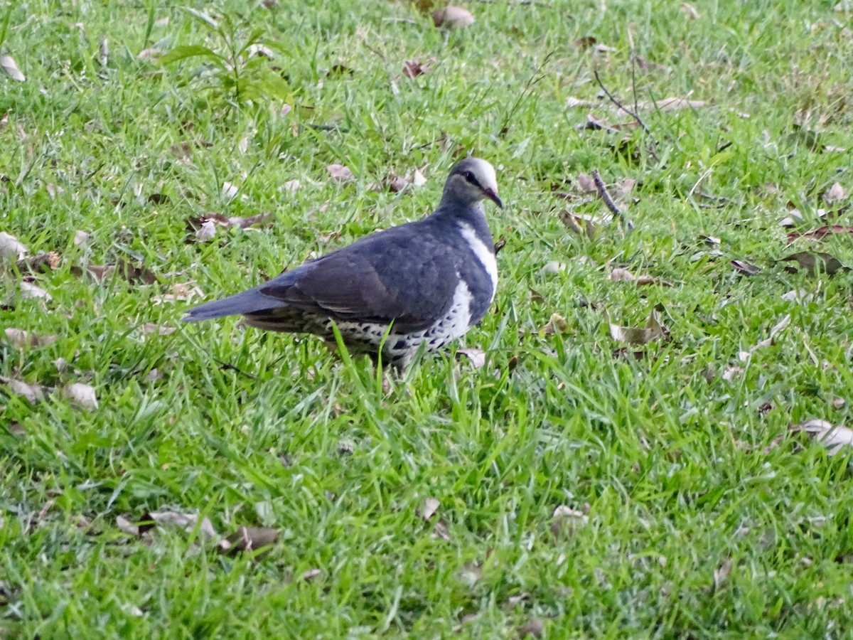 Wonga Pigeon - ML623176959
