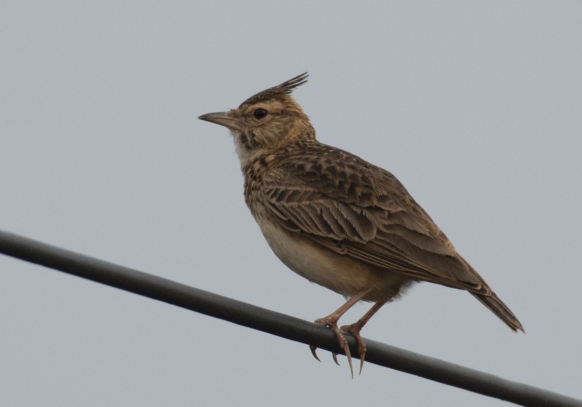 Malabar Lark - ML623176977