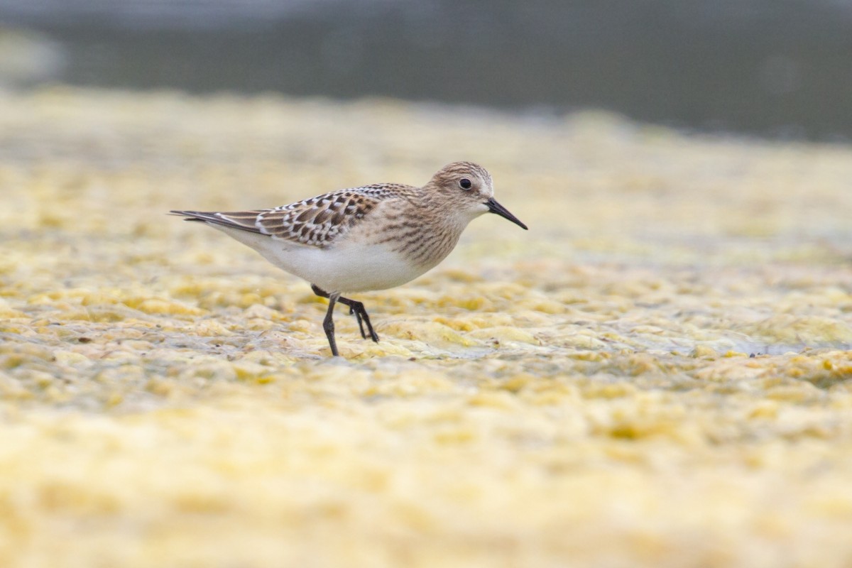 Baird's Sandpiper - ML623176981