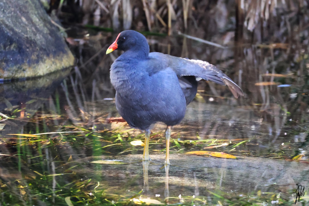 Dusky Moorhen - ML623177004