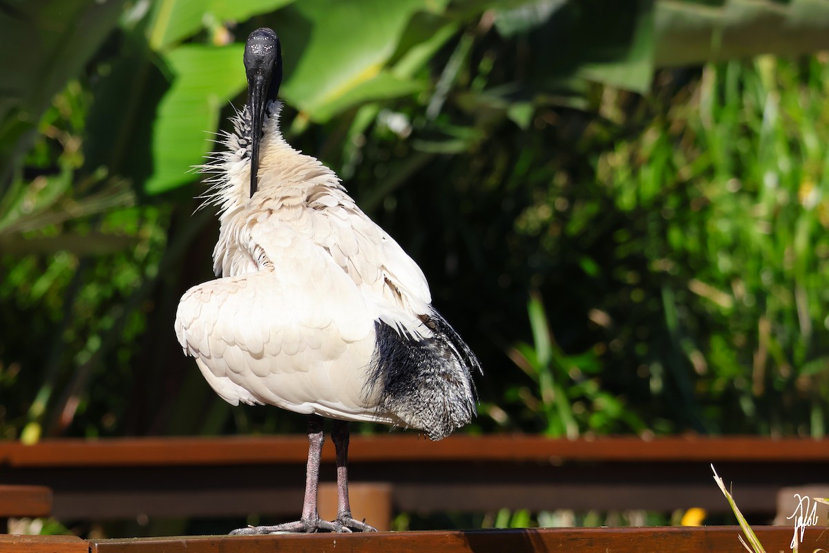 Australian Ibis - ML623177006