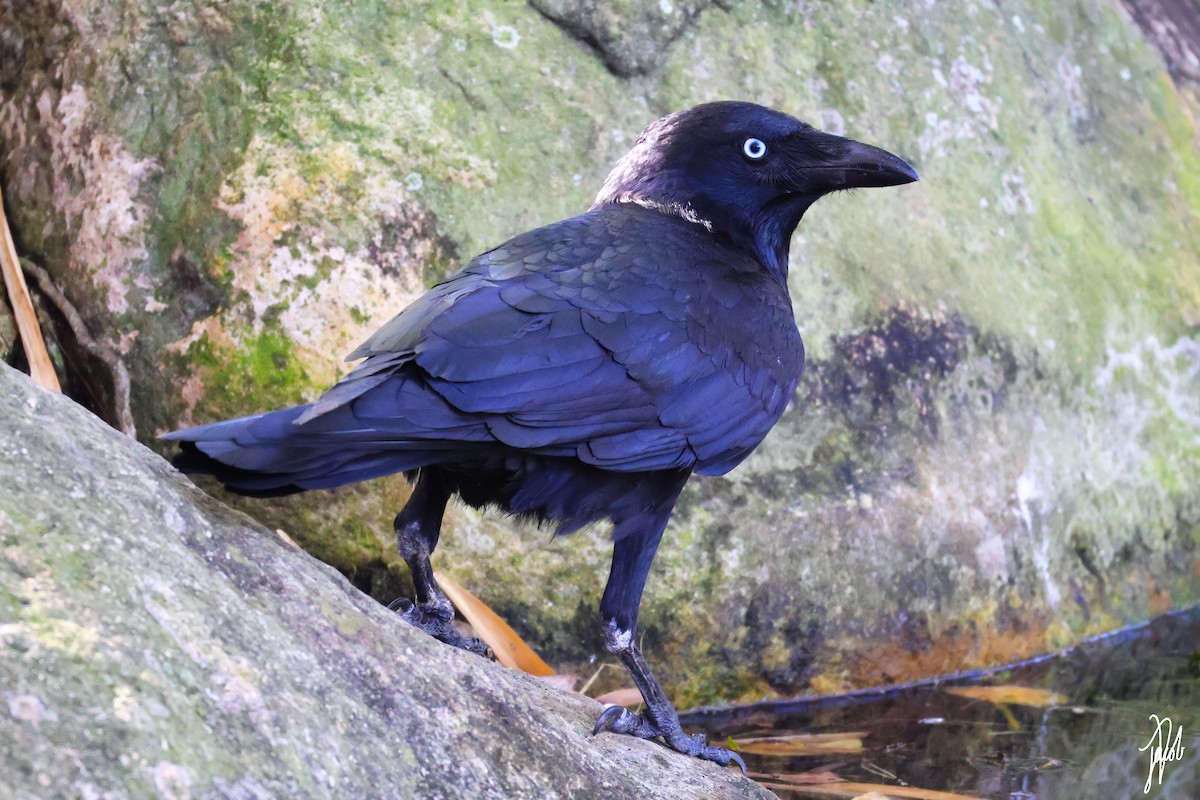 Torresian Crow - ML623177014